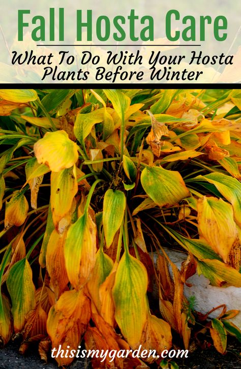 Winterizing Flower Beds, Hosta Winter Care, Hosta Care In Fall, What To Do With Hostas In The Fall, Where To Plant Hostas, Dividing Hostas In The Fall, How To Prepare Flower Beds For Planting, Replanting Hostas, When To Split Hostas