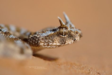 Horned Snake, Horned Viper, Dragon Types, Godzilla Costume, Gargoyle Gecko, Snake Photos, Horned Lizard, Viper Snake, Pit Viper