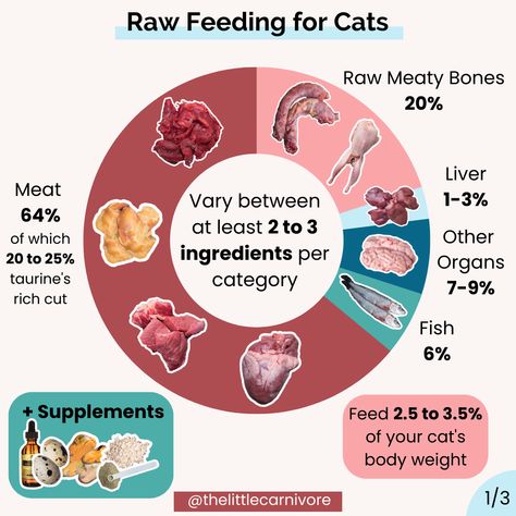 Calculator: raw diet for cats — The Little Carnivore Raw Cat Diet, Raw Food Cat, Raw Diet For Cat, Cat Raw Diet, Raw Diet For Cats, Raw Feeding Cats, Raw Food For Cats, Cat Raw Food Diet, Cat Food Ideas