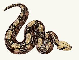 Gaboon Viper Gaboon Viper, Bearded Dragon Tattoo, Leo Tattoo Designs, Underboob Tattoo Designs, Black Rat, Rat Snake, Snake Wallpaper, Snake Drawing, Underboob Tattoo