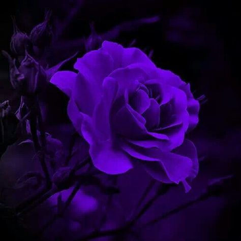 Purple Roses Aesthetic, Dark Purple Aesthetic Pfp, Eevee Wallpaper, Dark Purple Roses, Purple Aesthetic Background, Dark Purple Flowers, Purple Stuff, Violet Aesthetic, Purple Vibe