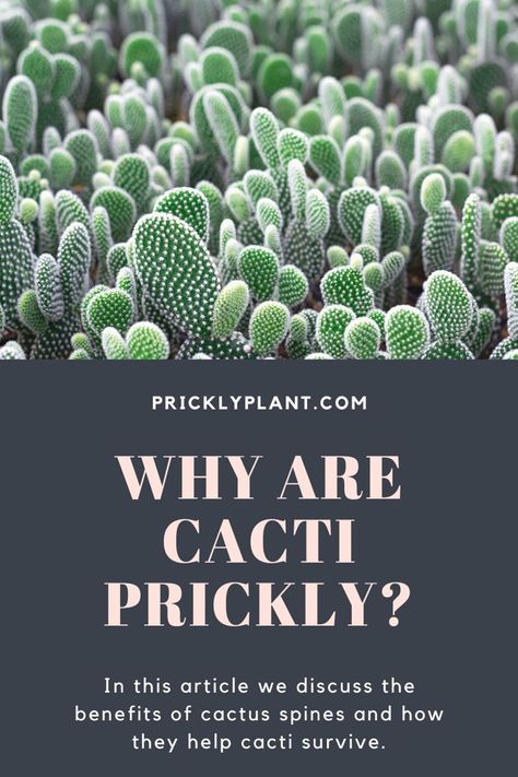 Why are cacti prickly? In this article we discuss the benefits of cactus spines and how they help cacti thrive in harsh desert environments. #pricklyplant #cacti #cactiandsucculents #cacticacti #cactus Benefits Of Cactus, Cactus Facts, Desert Owl, Kinds Of Cactus, Cactus Seeds, Planting Pots, Small Umbrella, Desert Environment, Desert Life