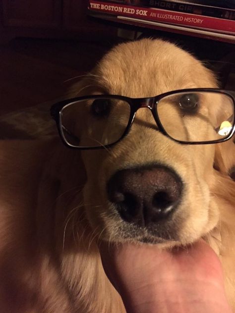 Dogs In Glasses, Golden Retriever With Glasses, Dog With Glasses Pfp, Boy With Dog Aesthetic, Dog Boy Aesthetic, Glasses Couple, Dog Wearing Glasses, Brown Hair Boy, Dog Filter