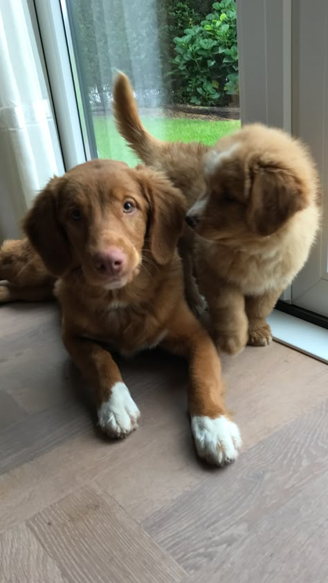 Golden Retriever Mix Puppies, Toller Dog, Duck Toller, Golden Retriever Mix, Puppies And Kitties, Cute Animals Images, Chocolate Lab, Brown Dog, Puppy Breeds