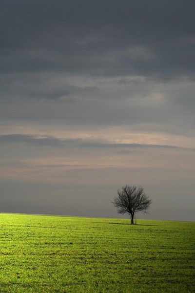 tree Photos Of Trees, Tree On A Hill, Kansas Usa, Single Tree, Green Field, Lone Tree, Tree Photography, Pretty Colors, Gandalf