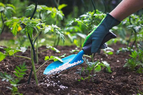 10-10-10 fertilizer contains equal parts of nitrogen, phosphorus, and potassium (NPK) to grow healthy plants. Learn how to use this fertilizer correctly at home. Tanaman Tomat, Tomato Fertilizer, Plant Nutrients, Plant Problems, Liquid Fertilizer, Soil Improvement, Plant Health, Growing Tomatoes, Organic Fertilizer