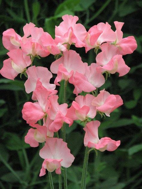 Sweet peas https://www.facebook.com/flowersmeltmyheart/photos/a.108315836379555/418532842024518/?type=3&theater Plants, Flowers