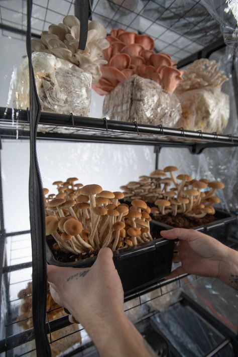 Growing Mushrooms Indoors, Gourmet Mushrooms, Farming Garden, Mushroom Farming, Mushroom Farm, Growing Mushrooms At Home, Mushroom Grow Kit, Mushroom Cultivation, Plants Pots