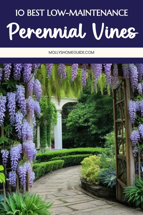 Discover the best perennial vines to add year-round interest to your garden. Explore a variety of climbing plants such as Sweet Autumn Clematis and Trumpet Vine. Whether you're looking for fast-growing perennial flowering vines for full sun or unique types of vines for shady areas, these selections are sure to enhance your outdoor space. Find the perfect Perennial Flowering Vines that suit your garden landscape and bring beauty throughout the seasons. Clematis Trellis Ideas Landscaping, Clematis Trellis Ideas Climbing Vines, Fast Growing Vines Climbing, Types Of Vines, Perennial Flowering Vines, Climbing Plants Trellis, Clematis Trellis, Fast Growing Vines, Sweet Autumn Clematis