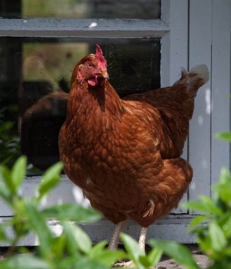 Cute Chickens Aesthetic, Chickens Aesthetic, White Leghorn Chicken, Road Island, Rhode Island Red Hen, Australorp Chicken, Sussex Chicken, Rhode Island Red Chickens, Chicken Aesthetic