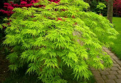 Japanese Maple Tree Varieties, Maple Tree Varieties, Japanese Maple Tree Landscape, Green Japanese Maple, Maple Tree Landscape, Japanese Maple Varieties, Acer Trees, Japanese Garden Landscape, Japanese Tree