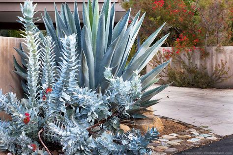 Beach House Landscaping, Landscape Curbing, Australian Native Garden, Dry Garden, Australian Native Plants, Garden Shrubs, Side Garden, Native Garden, Growing Seeds