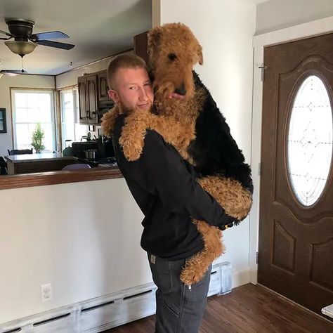 Airedale Terrier Grooming, Airedale Puppy, Airedale Terrier Puppies, Dog Carving, Airedale Dogs, Airedale Terriers, Lakeland Terrier, Kerry Blue Terrier, Welsh Terrier