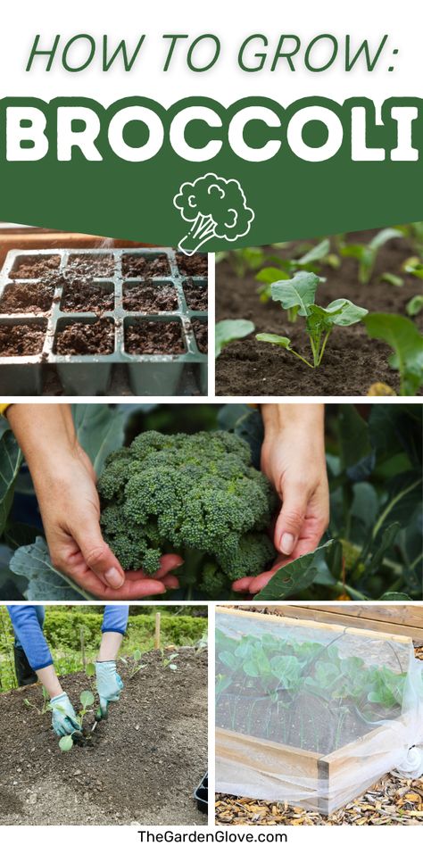 We'll show you how to grow broccoli with all the tips and tricks to get your tastiest crowns yet! Whether including broccoli in your spring or fall garden, we'll share the right growing requirements, fertilizer, water needs, as well as how to start broccoli plants from seed. How To Grow Broccoli From Seed, Growing Broccoli From Seed, Broccoli Plants How To Grow, Broccoli Seedlings, How To Grow Broccoli, Grow Broccoli, Small Garden Layout, Grow Seeds, Broccoli Plant