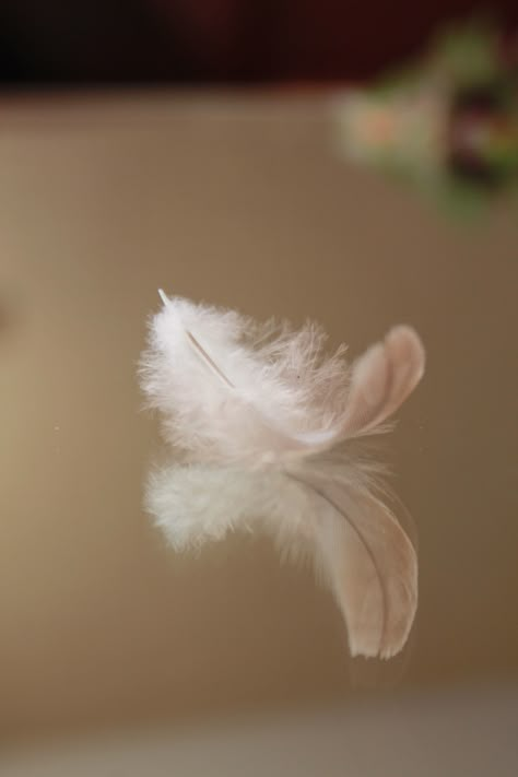 White Feathers Aesthetic, White Feather Aesthetic, Plume Aesthetic, Feathers Aesthetic, Charlotte Richards, Dove Feather, Mother Witch, Linda Martin, God Knows Best