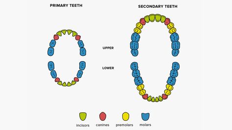 How Many Teeth Do Adults Have: On Top, On Bottom, and Babies Baby Tooth Chart, Teething Chart, 2020 Bedroom, Tooth Brushing, Tooth Chart, Head Anatomy, Teeth Bleaching, Bone Structure, Psychology Disorders