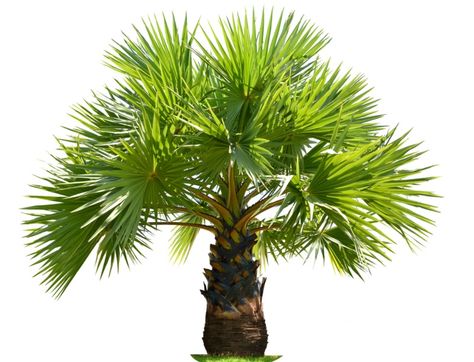 15 Perfect Small Florida Palm Trees - Garden Lovers Club Palm Tree Landscape Ideas, Palm Trees For Sale, European Fan Palm, Palm Trees Garden, Canary Island Date Palm, Florida Palm Trees, Small Palm Trees, Florida Landscaping, Small Palms