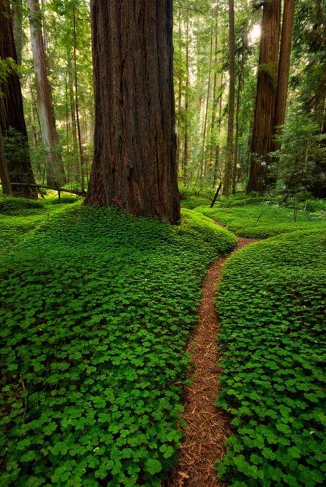 Forest path through the groundcover of Redwood Sorrel, in Humboldt Redwoods State Park, California. Photo: danielpivnick.com Redwood Forest California, Humboldt Redwoods State Park, Redwoods California, Sequoia Sempervirens, Taman Air, Redwood Forest, Forest Path, Green Forest, Walk In The Woods