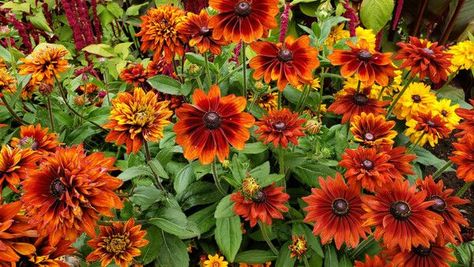 Gardening at the 45th Parallel (Zone 4b) - FineGardening Zone 3 Gardening, Minnesota Garden, Hydrangea Petiolaris, Japanese Painted Fern, Climbing Hydrangea, Vegetable Garden Raised Beds, Hosta Gardens, Potato Vines, Echinacea Purpurea