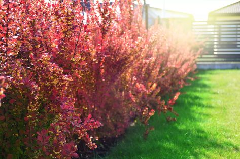 orange-rocket-barberry-0722 Orange Rocket Barberry, Barberry Bush, Bradford Pear Tree, Berberis Thunbergii, Drought Tolerant Shrubs, Japanese Barberry, White Flowering Plants, Emerald Green Arborvitae, Low Maintenance Shrubs