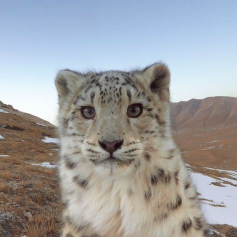 Pretty Animals, Animal References, Silly Animals, Cute Wild Animals, Cute Animal Photos, Snow Leopard, Little Animals, Silly Cats, Leopards