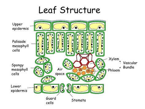 Epidermis | Definition, Anatomy and Function Leaf Structure And Function, Palisade Cell, Leaf Anatomy, Notes Illustration, Biology Jokes, Biology Drawing, Biology Diagrams, Cell Diagram, Biology Plants