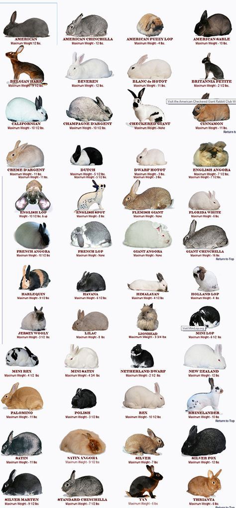 Breeds of bunnies Name For Pets, Rabbit Guide, Duck Care, Flemish Giant Rabbit, Guinea Pig Cages, Pet Rabbit Care, Pig Care, Giant Rabbit, Chicken Care