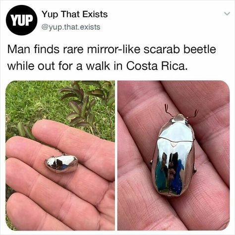 Cool Bugs, Scarab Beetle, Interesting Animals, Beautiful Bugs, Pretty Animals, Animal Facts, Bugs And Insects, Weird Animals, Instagram Page