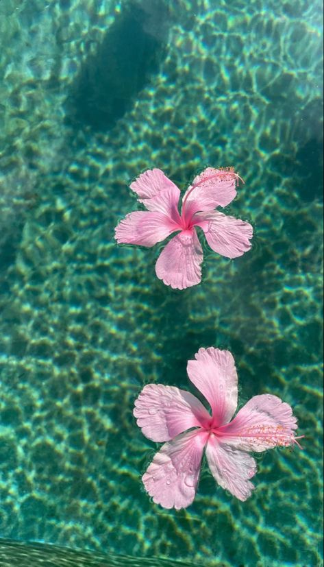 Summer Flower Backgrounds Iphone, Flowers In Water Background, Wallpaper For Summer Iphone, Summer Vibes Wallpaper Aesthetic, Summer Water Aesthetic, Wallpaper Backgrounds Summer Aesthetic, Hawaiian Flowers Aesthetic, Tropical Lockscreen, Spring Asthetics Photos