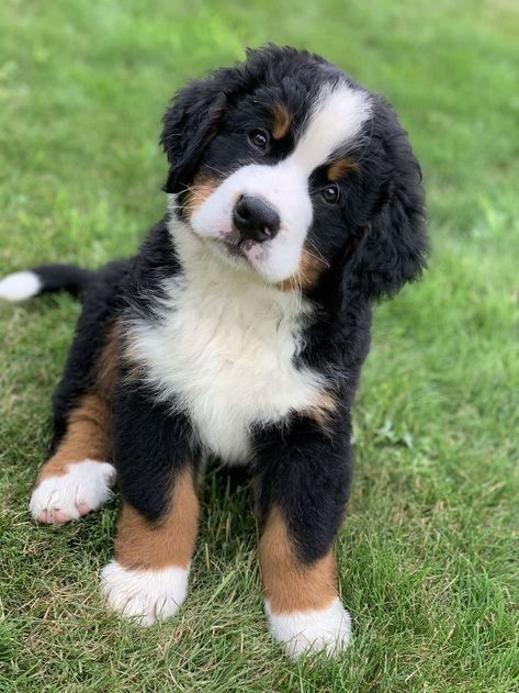 Bernice Mountain Dog, Berner Puppies, Burnese Mountain Dog, Burmese Mountain Dogs, Bernese Puppy, Bernese Mountain Dog Puppy, Cocker Spaniel Dog, Puppies And Kitties, Really Cute Dogs