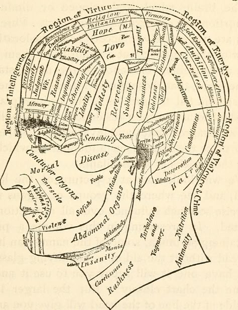 Phrenology Head, Face Reading, Human Anatomy Art, Make Do, Vintage Medical, Scientific Illustration, Medical Illustration, Fortune Telling, Art Collage Wall