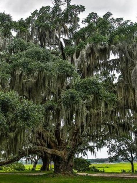 Live Oaks With Spanish Moss, Live Oak Trees With Spanish Moss, Oak Tree Aesthetic, Southern Live Oak Tree, Oak Aesthetic, Spanish Moss Trees, Gorgeous Trees, Moss Paint, Live Oak Tree