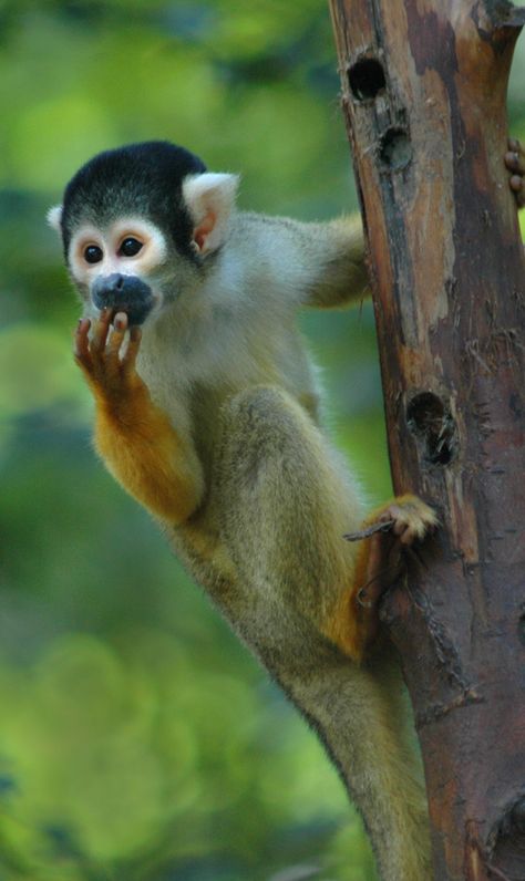 Squirrel Monkey– Amazon Monkeys Seen on a River Cruise #Amazon #Rainforest #Jungle #Monkeys Monkey Photography, Monkey Species, Amazon Animals, Jungle Monkey, Squirrel Monkey, Amazon Jungle, Rainforest Animals, Spider Monkey, Monkey Pictures