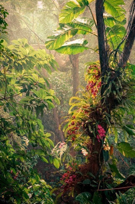 Tropical Plants And Flowers, Ormanlık Alan, Jungle Photography, Jungle Forest, Jungle Art, The Rainforest, Amazon Rainforest, Tropical Forest, In The Jungle