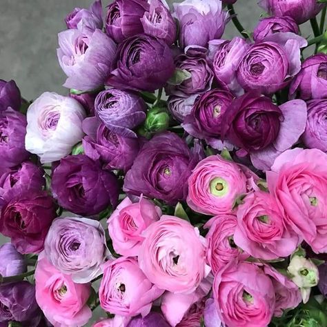 Pink Peonies Wallpaper, Ranunculus Flower, Ranunculus Flowers, Peony Wallpaper, Daffodil Flower, Hybrid Tea Roses, Meadow Flowers, Beautiful Flower Arrangements, Luxury Flowers