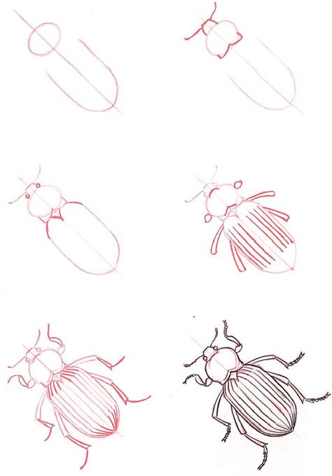 Learn how to draw animals & insects. One day I will be very glad I pinned this. Draw Nature, Trin For Trin Tegning, Ako Kresliť, Beetle Drawing, Bugs Drawing, How To Draw Animals, Draw Animals, Drawing Tutorials For Kids, Insect Art