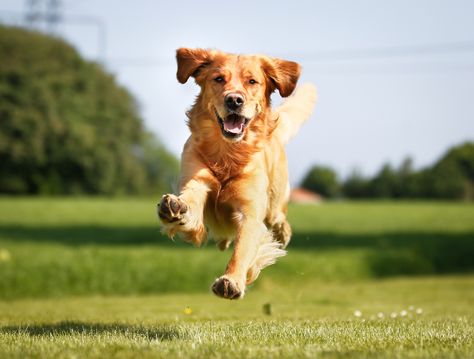 The Golden Retriever is a family dog, and he needs to be with his "pack." Also wants some fun. Dog Recall, Chien Golden Retriever, Hyper Dog, Easiest Dogs To Train, Mental State, Family Handyman, Stressful Situations, Therapy Dogs, Dog Runs