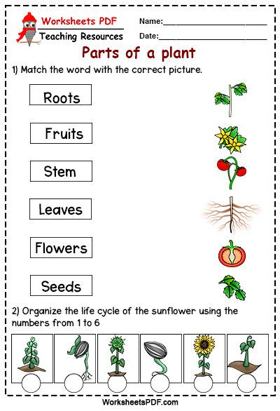 Match the word with the correct picture Parts Of A Plant Worksheet Grade 1, Parts Of A Plant Worksheet Kindergarten, Part Of Plants Activities, English Excercise, Strawberry Project, Science Kindergarten Worksheets, Evs Worksheet, Sentences Kindergarten, Free Science Worksheets