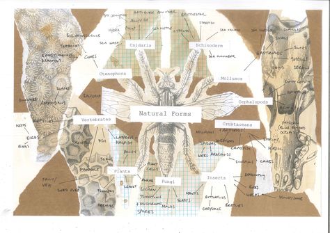 Example of creative presentation of a mind map (focusing on natural forms) Mind Maps Creative, Natural Forms Mind Map Gcse Textiles, Mind Map Art Igcse, Nature Mind Map Art Gcse, Artistic Mind Map, Flower Mind Map, Natural Forms Title Page Gcse, Textiles Mind Map, Natural Forms Artists