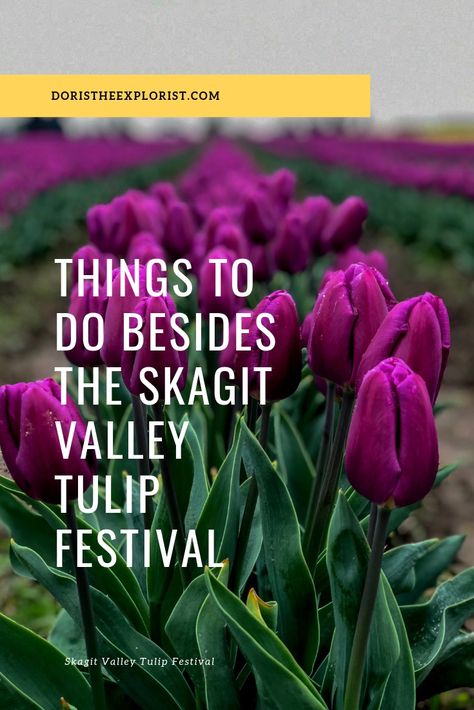 Things to do besides the Skagit Valley Tulip Festival in Mt Vernon, WA Mt Vernon Washington, Tulip Festival Washington, Skagit Valley Tulip Festival, Travel 2024, Skagit Valley, Backpacking Camping, Mt Vernon, Tulip Festival, Hiking Backpacking