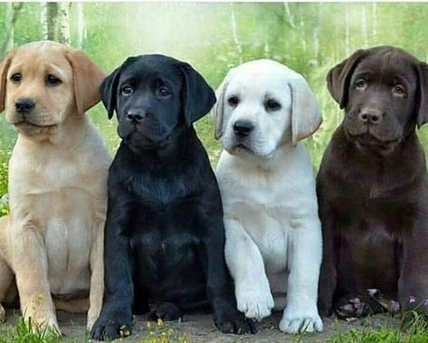 Puppy Cute Labrador Puppies, Labrador Puppies, Chocolate Labs, Black Labrador Retriever, Popular Dog Breeds, Labrador Retriever Puppies, Most Popular Dog Breeds, Lab Puppies, Labrador Puppy