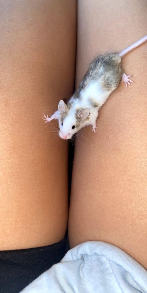 Mice As Pets, Cute Mouse Aesthetic, Pet Mice Aesthetic, Fancy Mouse Pet, Pet Mouse Aesthetic, Curly Haired Mice, Pet Mouse Cage, Cute Pet Rats, Curly Mice