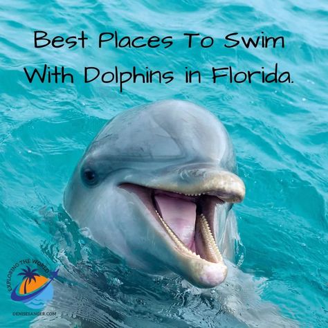 Best Places To Swim With Dolphins In Florida. Here's what you need to know: https://denisesanger.com/swim-with-dolphins-florida/ Swim With Dolphins Florida, Best Florida Vacations, Florida Dolphins, Destin Florida Vacation, Swim With Dolphins, Swimming With Dolphins, Clearwater Beach Florida, Travel Florida, Florida Travel Guide