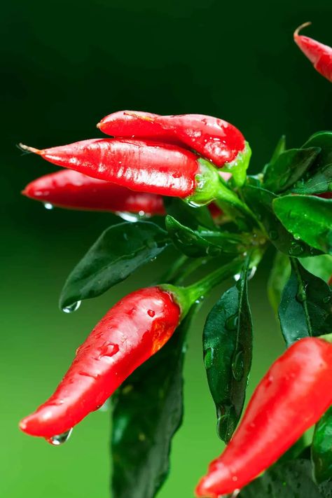 Chilli Plant Care, Chili Pictures, Gardening Peppers, Growing Chillies, Chili Pepper Plant, Types Of Chili Peppers, Fruits And Vegetables Pictures, Chilli Plant, Stuffed Peppers Healthy