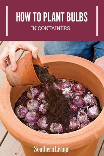 How To Plant Bulbs in Containers | Planting bulbs in containers in the fall will give you a sunny show for spring. #gardening #gardenideas #southernliving #containergardening Container Flowers, Garden Bulbs, Bulbs In Containers, How To Plant Bulbs, Vertical Container Gardening, Plant Bulbs, Spring Gardening, Container Gardening Flowers, Garden Containers