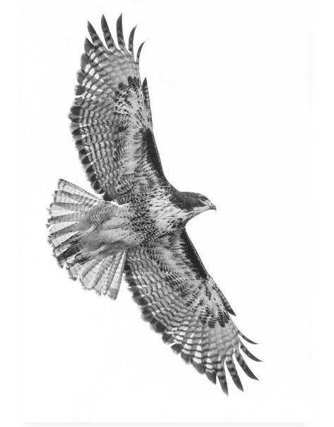 215 Hawk Tattoos Ideas and Designs (2023) - TattoosBoyGirl Crow Stencil Tattoo, Hawk Back Tattoo, Falcon Tattoo Men, Hawk Tattoo Men, Timothy Core, Hawk Tattoo Small, Falcon Tattoo Design, Forest Animal Tattoo, Hawk Tattoo Design