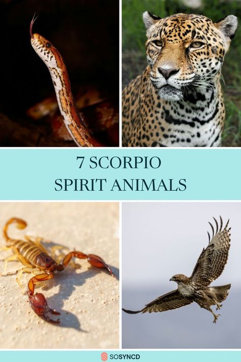 Dive into the mysterious world of Scorpio's spirit animals! 🦂✨ These 7 captivating creatures embody the intensity, transformation, and depth that make Scorpios so unique. 🦅🌑 From the powerful jaguar to the intuitive bat, explore how these animals mirror the traits of this magnetic zodiac sign. 🐾 A must-read for astrology fans and anyone intrigued by animal symbolism! 🌌💫 #Scorpio #SpiritAnimals #ZodiacSigns Scorpio Spirit Animal, Scorpio Animal, Scorpio Zodiac Sign, The Scorpio, Animal Symbolism, Scorpio Sign, Spirit Animals, Scorpio Zodiac, Animal Totems