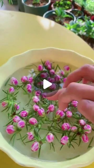 Gardening | Housewife | Farm on Instagram: "Capturing the Beauty of Moss Rose💯 
#mossrose🏵️🏵️🏵️ #rosemoss #roses #flowerphotography #flowerbeauty #flowerpower #growyourown #flowerinspiration" Rose Moss Flower, Moss Rose Planting Ideas, Moss Rose Garden Ideas, Moss Roses, Rose Moss, Moss Rose, Planting Roses, Amazing Nature Photos, March 4