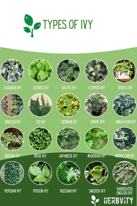 Infographic of different Types of Ivy Plants Information, Poison Ivy Plant, Ivy Draw, Indoor Ivy, Types Of Ivy, Ivy Plant Indoor, Poison Ivy Plants, Angel Plant, Ivy Tattoo