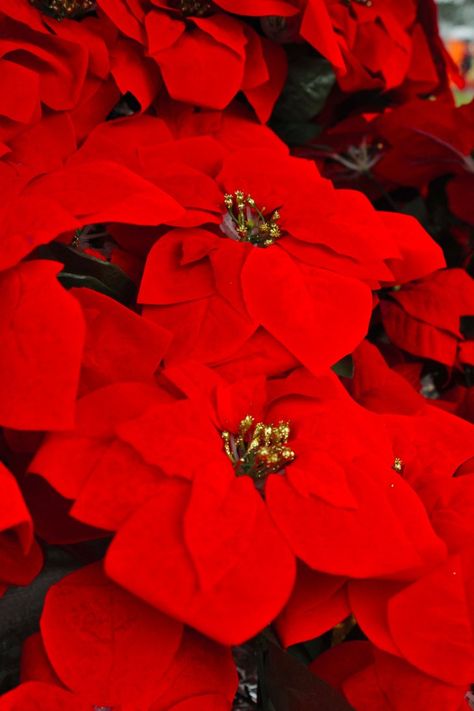 Christmas Decor Ideas With Poinsettias, Poinsettias On Christmas Tree, Decorating With Pointsettas, Christmas Poinsettias Decorating Ideas, Decorating With Poinsettias Christmas, Pointessia Christmas, Decorating With Poinsettias, Poinsettas Around Christmas Tree, Poinsettia Ideas